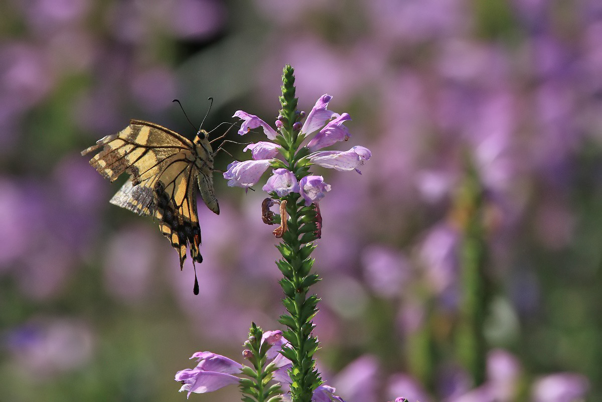 1758618121.jpg 1200 x 801