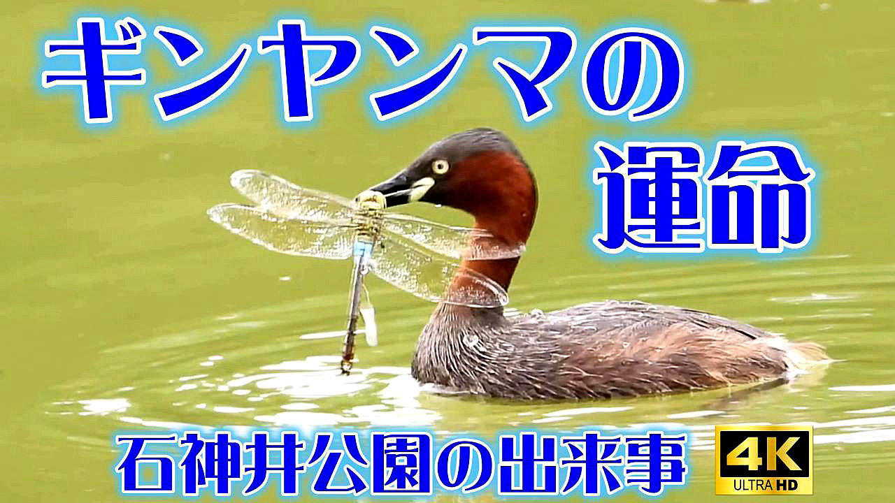 10039_1.jpg : 354 KB