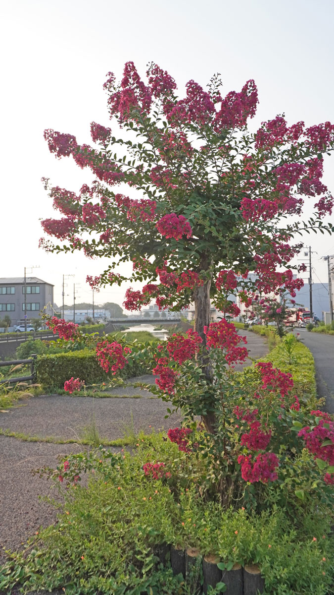 10041_1.jpg : 273 KB