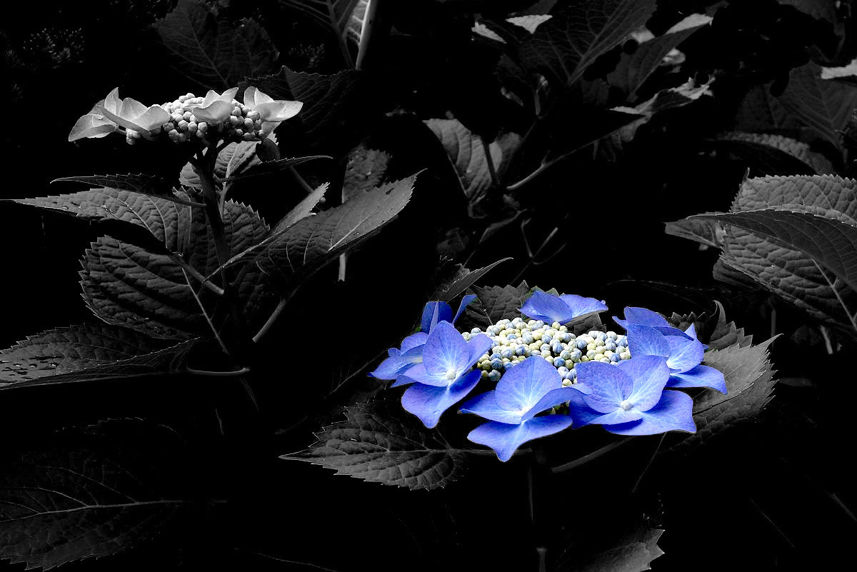 10042_1.jpg : 202 KB