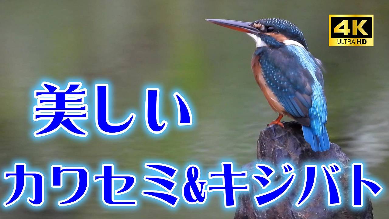 10079_1.jpg : 102 KB
