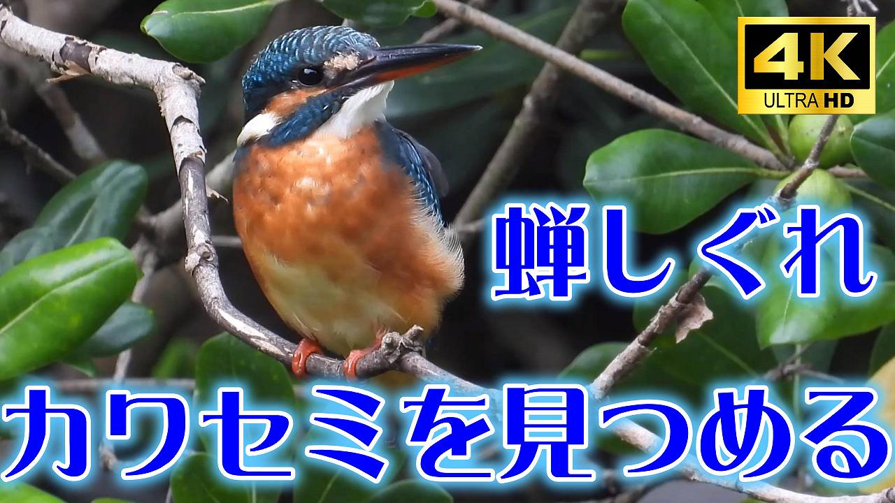 10081_1.jpg : 136 KB