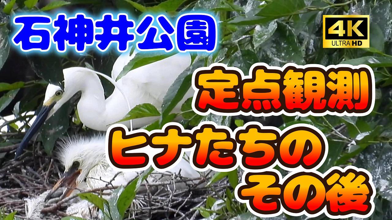 9917_1.jpg : 171 KB