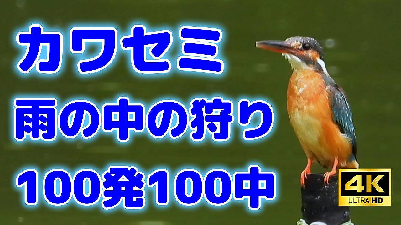 9938_1.jpg : 111 KB